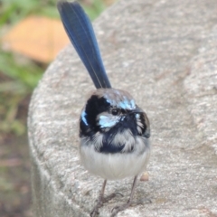 Malurus cyaneus (Superb Fairywren) at Kioloa, NSW - 15 Jun 2014 by MichaelBedingfield