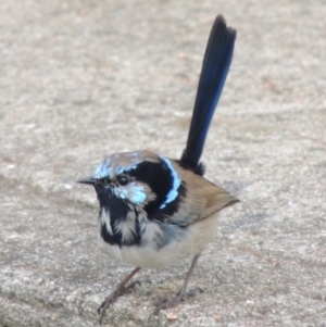 Malurus cyaneus at Kioloa, NSW - 15 Jun 2014