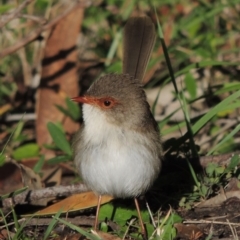 Malurus cyaneus (Superb Fairywren) at Denman Prospect, ACT - 20 May 2017 by michaelb