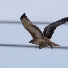 Hieraaetus morphnoides (Little Eagle) at Jerrabomberra Wetlands - 27 May 2017 by michaelb