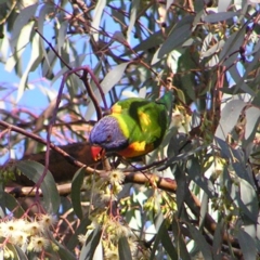 Trichoglossus moluccanus (Rainbow Lorikeet) at Wanniassa, ACT - 28 May 2017 by MatthewFrawley