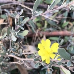 Hibbertia obtusifolia (Grey Guinea-flower) at Bungendore, NSW - 28 May 2017 by yellowboxwoodland