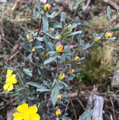 Hibbertia obtusifolia (Grey Guinea-flower) at Bungendore, NSW - 28 May 2017 by yellowboxwoodland