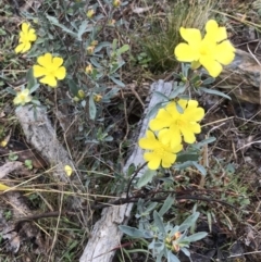 Hibbertia obtusifolia at Bungendore, NSW - 28 May 2017