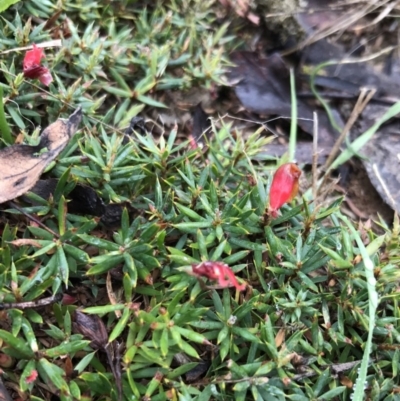 Styphelia humifusum (Cranberry Heath) at Bungendore, NSW - 28 May 2017 by yellowboxwoodland