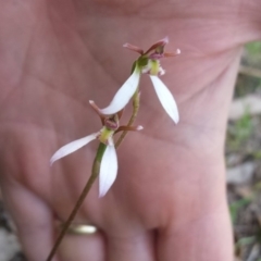 Eriochilus cucullatus (Parson's Bands) at Rendezvous Creek, ACT - 25 Mar 2017 by SusanneG