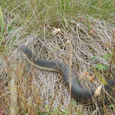 Austrelaps ramsayi (Highlands Copperhead) at Namadgi National Park - 25 Mar 2017 by SusanneG