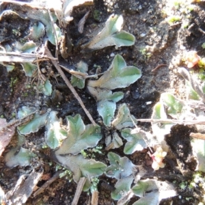 Riccia sp. (genus) at Point Hut to Tharwa - 25 May 2017