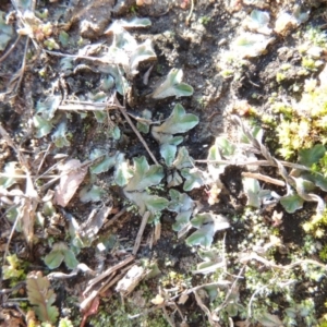 Riccia sp. (genus) at Point Hut to Tharwa - 25 May 2017