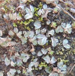 Riccia sp. (genus) at Point Hut to Tharwa - 25 May 2017