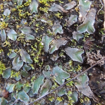 Riccia sp. (genus) (Liverwort) at Paddys River, ACT - 25 May 2017 by michaelb