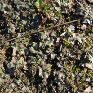 Riccia sp. (genus) at Paddys River, ACT - 25 May 2017 05:38 PM