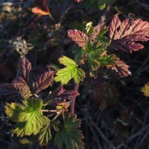 Rubus parvifolius at Paddys River, ACT - 25 May 2017