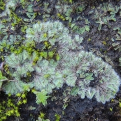 Riccia crinita (Liverwort) at Point Hut to Tharwa - 25 May 2017 by michaelb