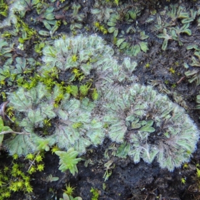 Riccia crinita (Liverwort) at Paddys River, ACT - 25 May 2017 by michaelb