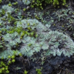 Riccia crinita at Paddys River, ACT - 25 May 2017 05:57 PM