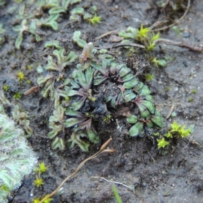 Riccia nigrella (Black Crystalwort) at Point Hut to Tharwa - 25 May 2017 by michaelb