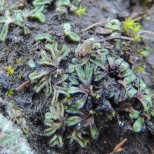 Riccia nigrella at Paddys River, ACT - 25 May 2017 05:54 PM