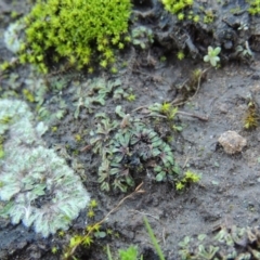 Riccia nigrella at Paddys River, ACT - 25 May 2017 05:54 PM