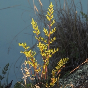 Cheilanthes sieberi at Paddys River, ACT - 25 May 2017 06:09 PM