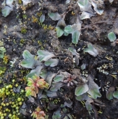 Riccia sp. (genus) (Liverwort) at Paddys River, ACT - 25 May 2017 by michaelb