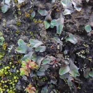 Riccia sp. (genus) at Paddys River, ACT - 25 May 2017