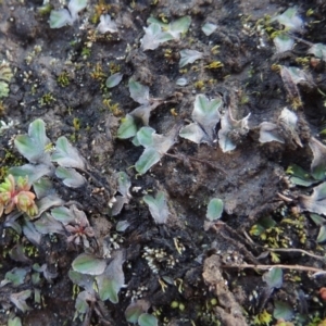 Riccia sp. (genus) at Paddys River, ACT - 25 May 2017