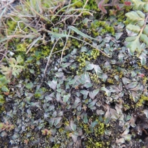 Riccia sp. (genus) at Paddys River, ACT - 25 May 2017