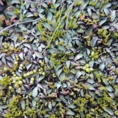 Riccia sp. (genus) at Paddys River, ACT - 25 May 2017 06:11 PM