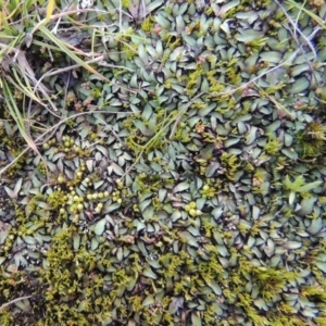 Riccia sp. (genus) at Paddys River, ACT - 25 May 2017