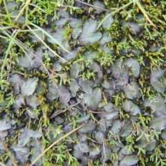 Riccia sp. (genus) (Liverwort) at Paddys River, ACT - 25 May 2017 by michaelb