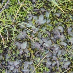 Riccia sp. (genus) at Paddys River, ACT - 25 May 2017