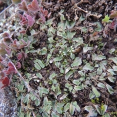 Riccia sp. (genus) (Liverwort) at Pine Island to Point Hut - 25 May 2017 by MichaelBedingfield