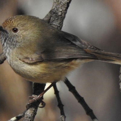 Acanthiza pusilla (Brown Thornbill) at Mount Mugga Mugga - 29 May 2017 by JohnBundock