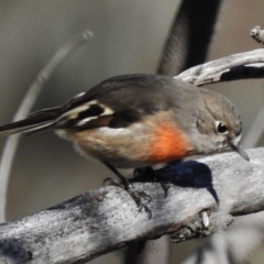 Petroica boodang (Scarlet Robin) at Mount Mugga Mugga - 29 May 2017 by JohnBundock