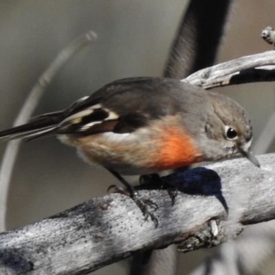 Petroica boodang (Scarlet Robin) at Mount Mugga Mugga - 29 May 2017 by JohnBundock