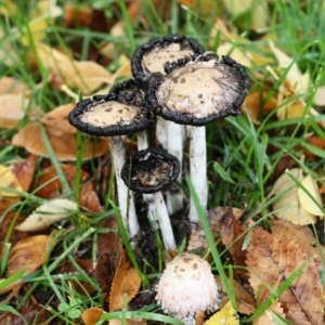 Coprinus comatus at Acton, ACT - 25 Apr 2017