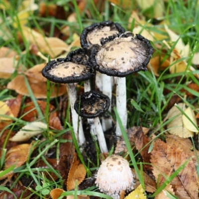 Coprinus comatus (Shaggy Ink Cap) at Australian National University - 25 Apr 2017 by forgebbaboudit