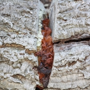 Tremella foliacea group at Molonglo Valley, ACT - 29 Apr 2017