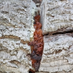 Tremella foliacea group (A brown jelly fungus) at Molonglo Valley, ACT - 29 Apr 2017 by forgebbaboudit
