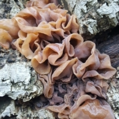 Tremella foliacea group at Molonglo Valley, ACT - 29 Apr 2017