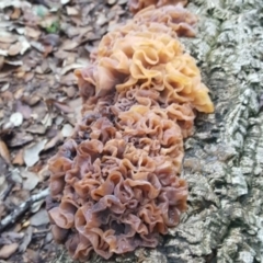 Tremella foliacea group at Molonglo Valley, ACT - 29 Apr 2017