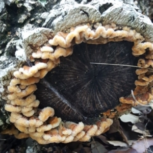 Stereum hirsutum at Molonglo Valley, ACT - 20 May 2017