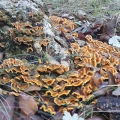 Stereum hirsutum at Molonglo Valley, ACT - 20 May 2017