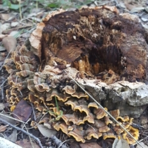 Stereum hirsutum at Molonglo Valley, ACT - 20 May 2017