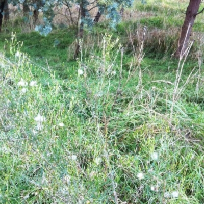 Senecio quadridentatus (Cotton Fireweed) at Red Hill to Yarralumla Creek - 7 Apr 2017 by ruthkerruish
