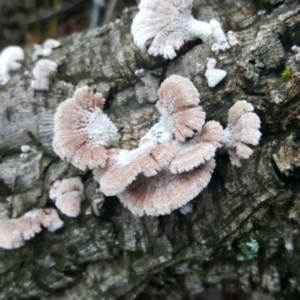 Schizophyllum commune at Molonglo Valley, ACT - 29 Apr 2017