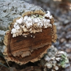 Schizophyllum commune at Molonglo Valley, ACT - 29 Apr 2017