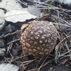 Amanita sp. (Amanita sp.) at Molonglo Valley, ACT - 20 May 2017 by forgebbaboudit