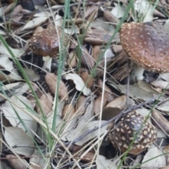 Amanita sp. at Molonglo Valley, ACT - 20 May 2017